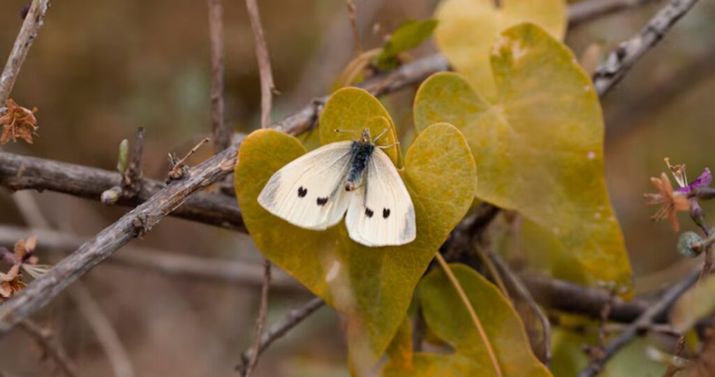 Autoba Genus